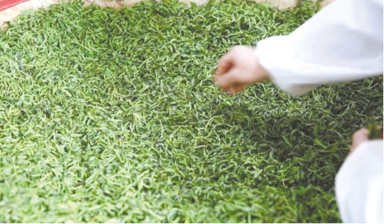 綠葉對根的情誼 情系桑梓帶領(lǐng)家鄉(xiāng)走上致富路的喻金文(圖3)