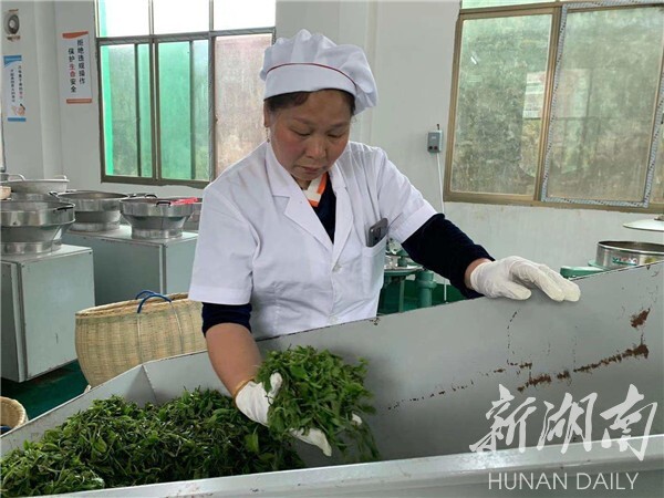 湘鄉(xiāng)毛田鎮(zhèn):“茶葉經(jīng)濟(jì)”鋪就鄉(xiāng)村振興致富路(圖1)