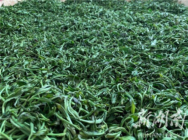 湘鄉(xiāng)毛田鎮(zhèn):“茶葉經(jīng)濟(jì)”鋪就鄉(xiāng)村振興致富路(圖2)