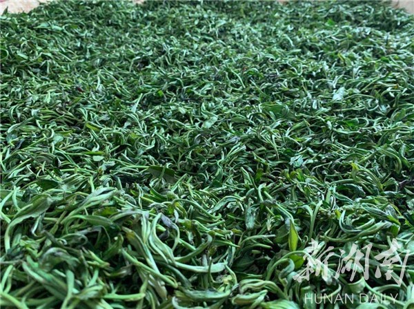 湘鄉(xiāng)毛田鎮(zhèn):“茶葉經(jīng)濟”鋪就鄉(xiāng)村振興致富路(圖2)